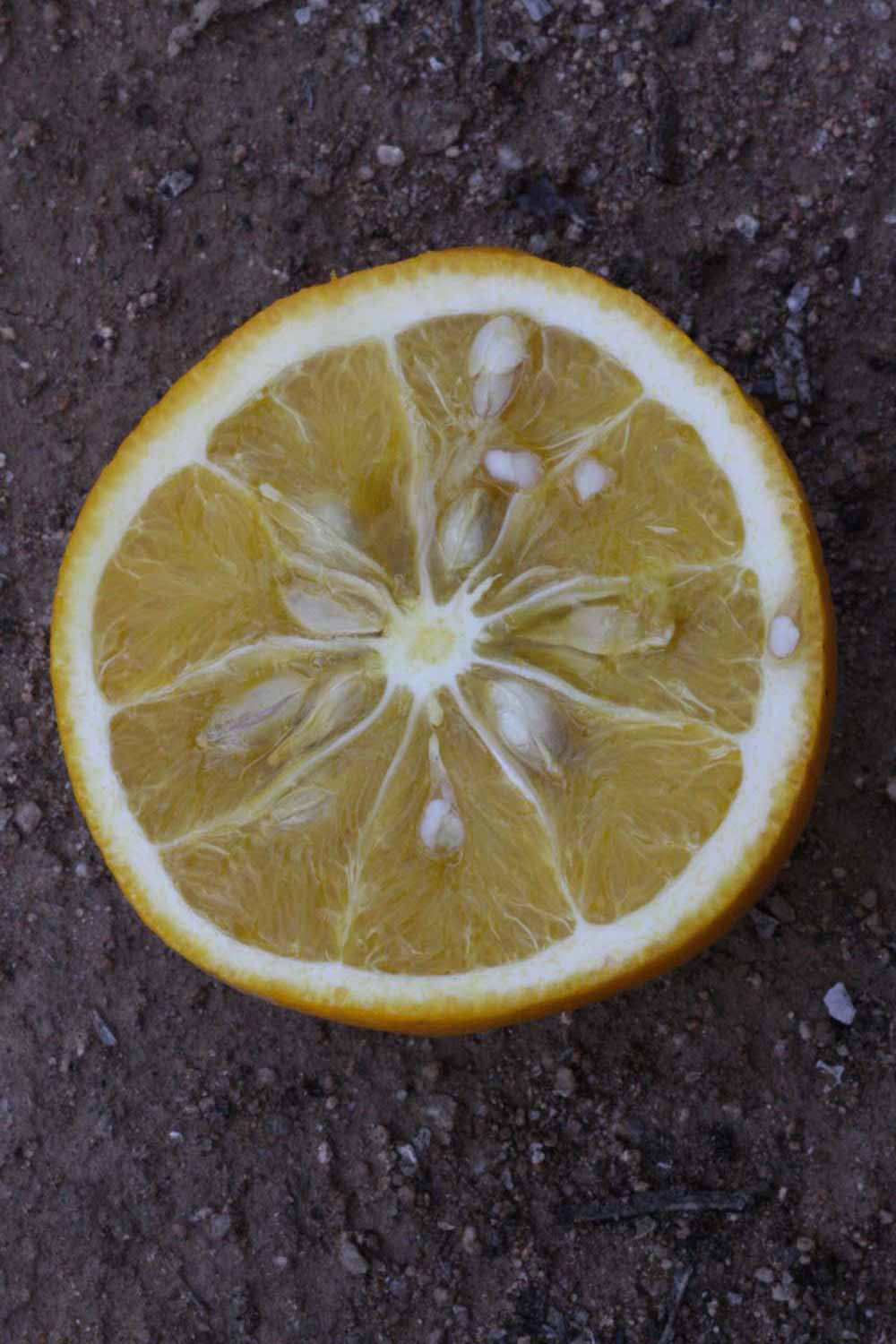              Fruit cross-section of  Citrus sinensis    x  Poncirus   trifoliata           (Morton [citrange], Riverside,   CA)       